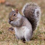 Squirrels pose a serious threat to solar PV system?